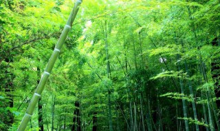 竹子比喻什么样的人 竹子比喻什么样的人物