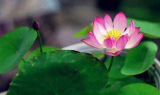 荷花比喻什么样的人 荷花的特点