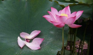 赞美花的古诗（赞美花的优美诗句）