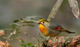 描写鸟的古诗句（描写鸟的古诗句子）