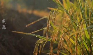 粒粒皆辛苦的古诗（唐诗300首全集）