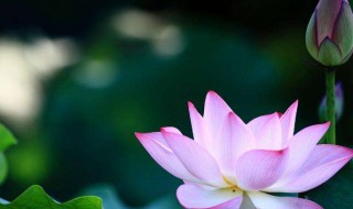 关于荷花的诗句古诗（赞美荷花的优美句子）