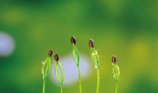 赞美春天的古诗 赞美春天的古诗有哪些