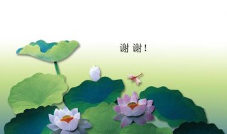 赞美荷花的诗句古诗（荷花别样红是什么古诗）