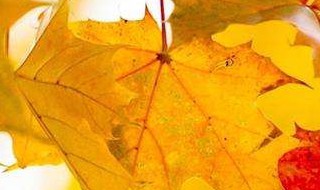 秋天的古诗有哪些 带有秋天的古诗有哪些