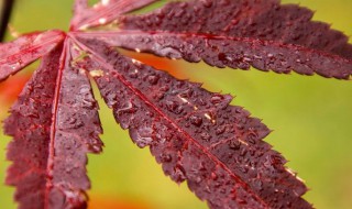 秋意浓浓的优美句子 描写秋天优美的句子