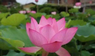 出淤泥而不染濯清涟而不妖什么意思 出淤泥而不染濯清涟而不妖的哲理