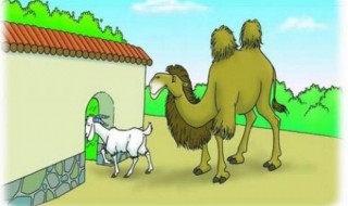 骆驼和羊的故事（骆驼和羊的故事最后老牛告诉他们什么了）