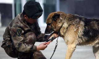 怎样看出幼犬认主人了 小狗几个月后才不乱拉