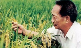袁隆平的励志故事200字左右小学生（袁隆平的励志故事200字左右小学生怎么写）