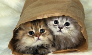 猫的叫声怎么写（猫的叫声怎么写英语）