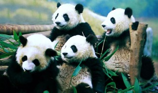 大熊猫自我介绍（大熊猫自我介绍的作文300字）