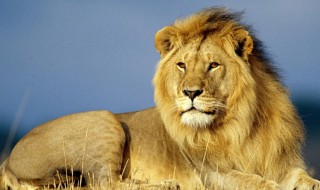 lion是什么意思中文（lamb lion是什么意思中文）