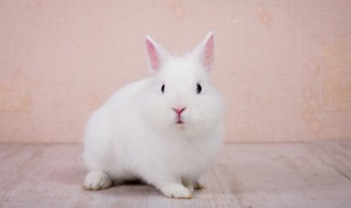介绍小白兔的外形特点（介绍小白兔的外形特点20字）