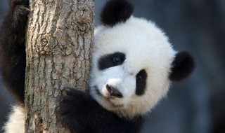 大熊猫怎么成国宝的 大熊猫是怎么变成国宝的