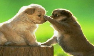 宽容是什么意思（待人宽容是什么意思）