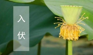 入伏养生知识（入伏养生知识图片）