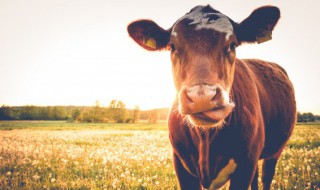 牛犊的意思（牛犊的意思和拼音）