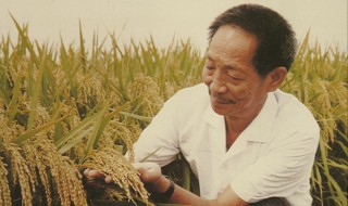 关于袁隆平爷爷的资料 袁隆平爷爷的 资料