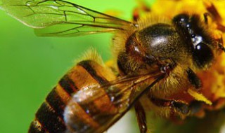 法布尔蜜蜂实验4个步骤? 法布尔实验蜜蜂的流程图