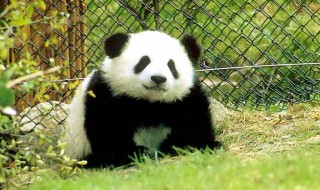 国宝大熊猫的作文（国宝大熊猫的作文说明文）