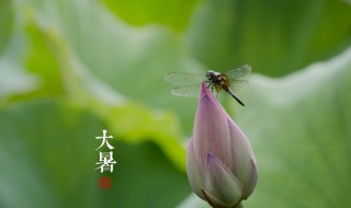 大暑和芒种属于夏天节气吗（芒种是不是夏天的节气）