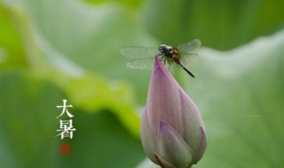 小暑热还是大暑热 小暑热还是大暑热些