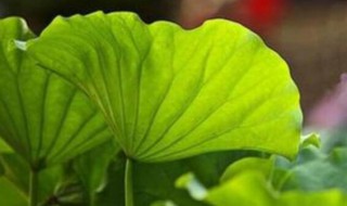 2021年大暑是农历多少星期几（2021年大暑是几月几日日几点）