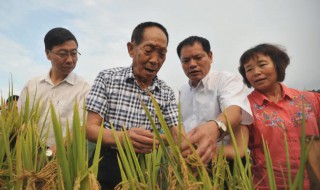 致敬袁隆平作文（致敬袁隆平作文800字高中）