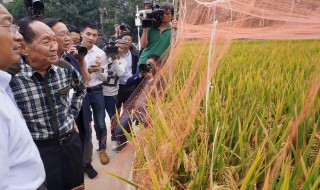 向袁隆平致敬的作文 向袁隆平致敬的作文800字