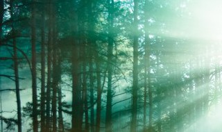 森林防火资料(森林防火资料手抄报)