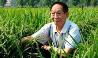 纪念袁隆平作文 纪念袁隆平作文800字议论文