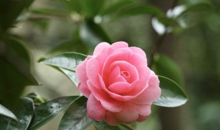 一枝独放解释（一枝独放的诗句）