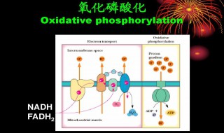 氧化磷酸化名词解释（氧化磷酸化名词解释植物生理学）