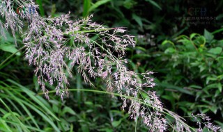 茅怎么读 縠怎么读