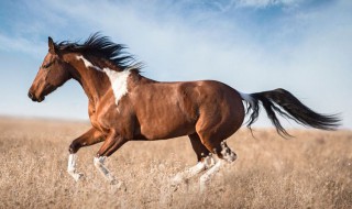 驿马是什么意思（神煞驿马是什么意思）