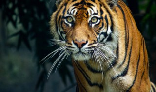 保护野生动物的重要性 保护野生动物的重要性英语作文