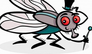 苍蝇是昆虫吗 蜘蛛是昆虫吗