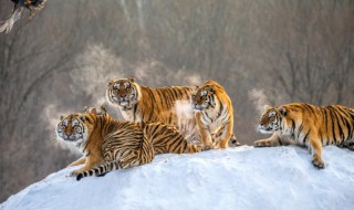 保护动物有哪些（保护动物有哪些?）