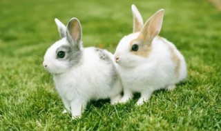 欲钱买一把刀是什么生肖 欲钱买关刀是什么生肖