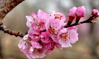 杏花的样子描写（杏花的样子描写200字）