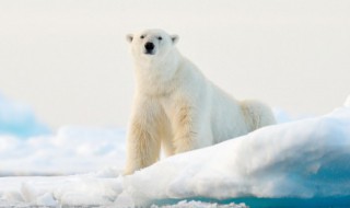 保护野生动物的标语（保护野生动物的标语宣传语图片）