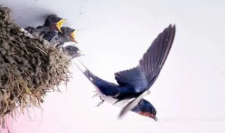 燕子为什么还要飞回北方（燕子为什么还要飞回北方来）