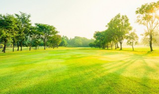 小草的象征意义(小草的象征意义的作文300字)