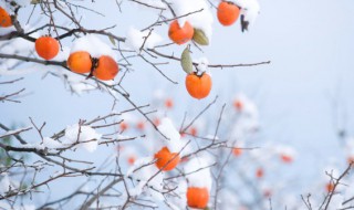 记忆中的家乡美食柿子醋的做法 食材_柿子醋的制作方法家用窍门