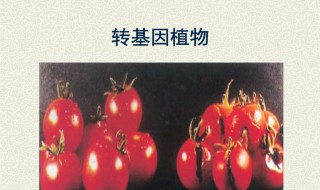 转基因植物的介绍和分类细节 转基因 植物