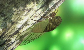 蝉内容概括 蝉和蚂蚁的寓言主要内容概括