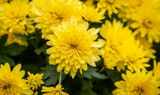 矢车菊怎么读 矢车菊怎么读音