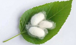 用四个词语概括蚕新生的过程 用四个词语概括蚕新生的过程和特点