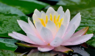 高度概括莲的品质（高度概括莲的品质的句子是）